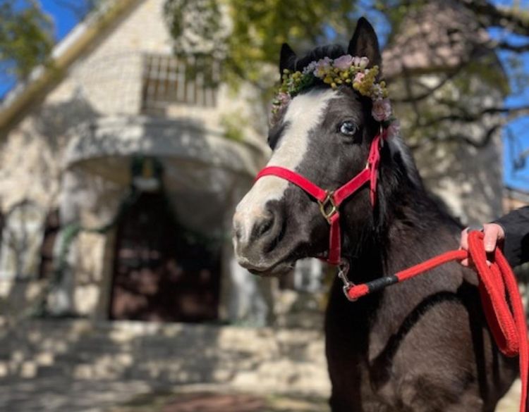 グリーンカーメル 人数に合わせた邸宅の過ごし方やパーティ演出等細やかにサポートの画像3