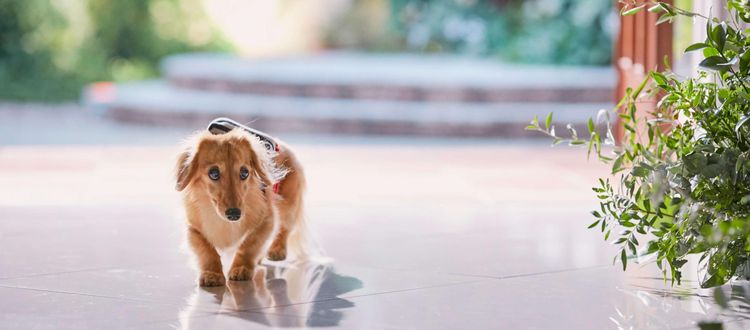 セントアベニール ペットと参加できるブライダルフェアも開催中の画像