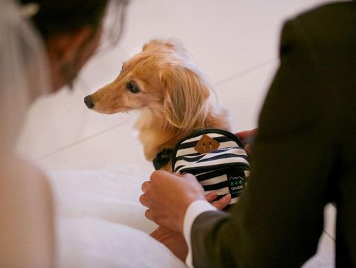 セントアベニール 人気の演出!<リングドッグ>の画像1