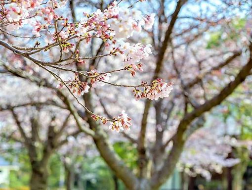大阪城西の丸庭園 大阪迎賓館 四季折々の自然が織り成す絶景の画像1