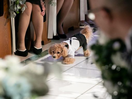 ソシア21 愛犬が主役のリングドッグの画像3