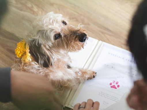 ザ クラシカ ベイリゾート すべての施設がペット同伴OK!の画像1