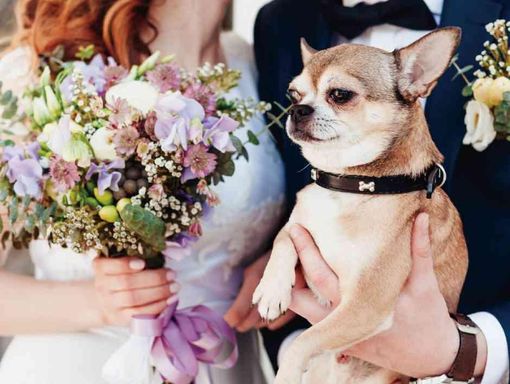 POPCORN KOBE 大切なペットもずっと一緒の画像2