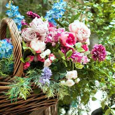 アールベルアンジェAkita 