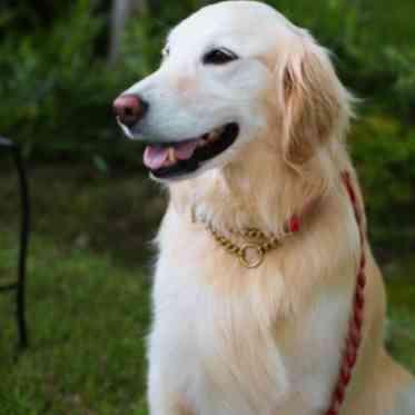 ヴァレリアーノ 大切な家族の一員。愛犬が指輪を運ぶ、笑顔あふれるリングドッグ演出も叶います