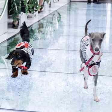 バリテラスCoCo金沢 大切な家族の一員のペットと一緒に みんなが笑顔になれる結婚式を