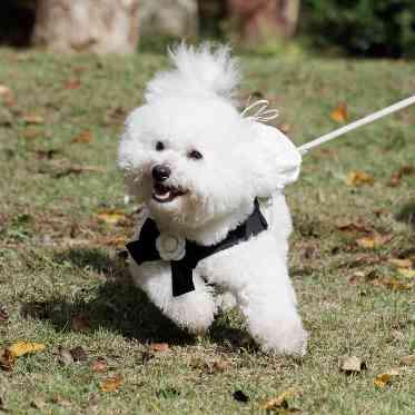 プリムローズガーデン 森と水の教会 リングドッグで大活躍