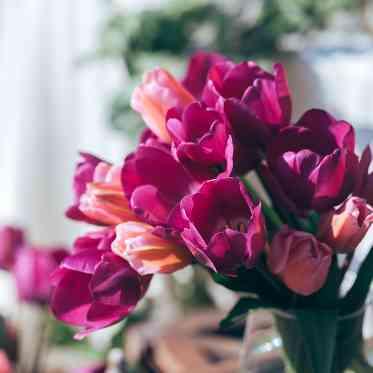 プリムローズガーデン 森と水の教会 ガーデン