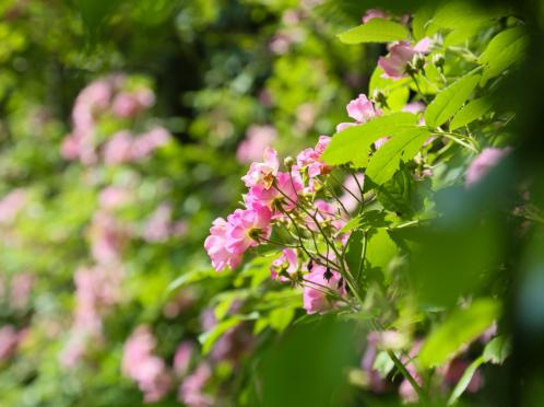 プリムローズガーデン 森と水の教会 ガーデン
