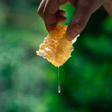 プリムローズガーデン 森と水の教会 ガーデンで採れた蜂蜜