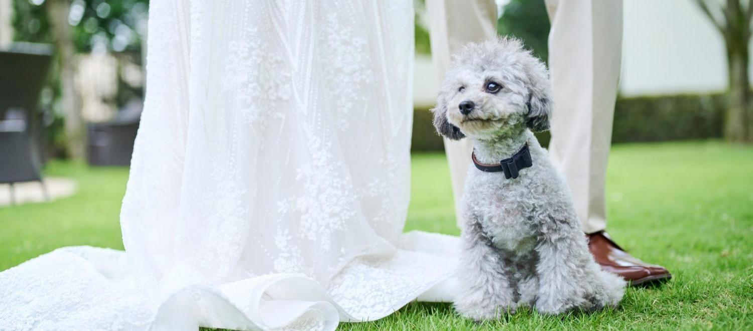 アーヴェリール迎賓館（高松）/テイクアンドギヴ・ニーズウェディング 披露宴会場