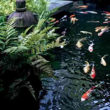 日本庭園では錦鯉が優雅に泳ぐ