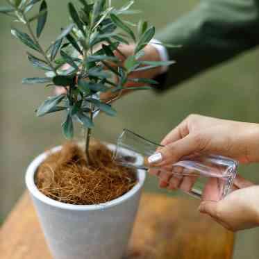 THE GARDEN PLACE SOSHUEN(蘇州園) ゲストと共に育てる植樹の儀