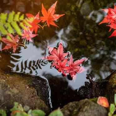 KIYOMIZU京都東山 秋の紅葉