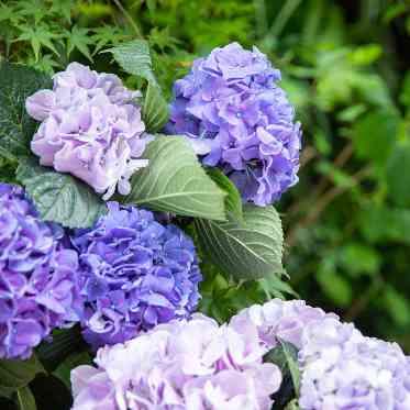 KIYOMIZU京都東山 夏の紫陽花
