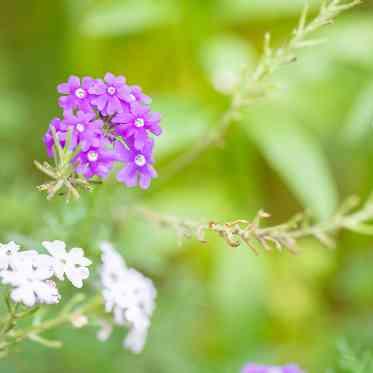 KIYOMIZU京都東山 あたたかな春の景色