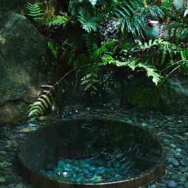 明治神宮・明治記念館 湧き出る水が、広大な杜を豊かに育む