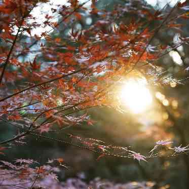 明治神宮・明治記念館 秋の紅葉は、都会の中心であることを忘れてしまうほどの美しさ
