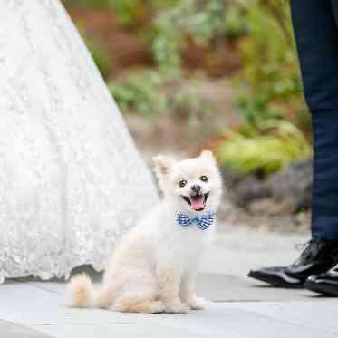 KKRホテル博多 ご家族同然のペットも結婚式に参加