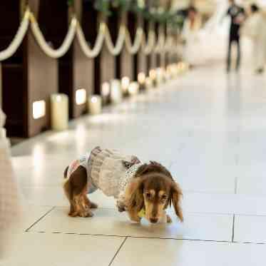 ノートルダムマリノア/FIVESTAR WEDDING .