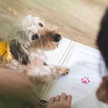 ホテルフランクス 【肉球スタンプ】