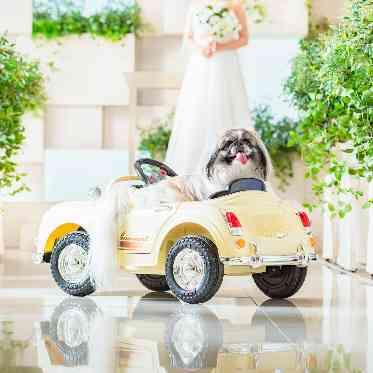 ホテルフランクス 【ドッグカー】おふたりと一緒に、愛犬・ペットもラジコンカーに乗って、入場!