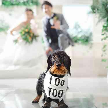 ホテルフランクス 【ドッグフラッグ】「誓います(I do,too)」のフラッグをつけて退場!