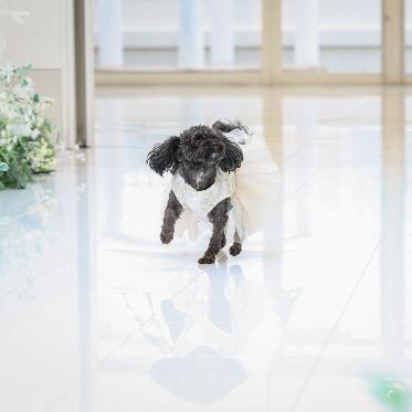 アール・ベル・アンジェ堺 ペットと一緒に結婚式も人気!