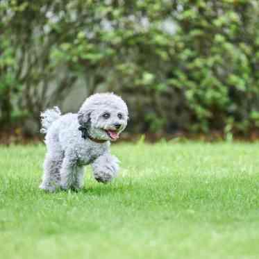 REIMS YANAGIDATE（ランス ヤナギダテ）/テイクアンドギヴ・ニーズウェディング 「大切なペットが安心できるか心配…」、そんなお悩みもまずは気軽に相談してみて