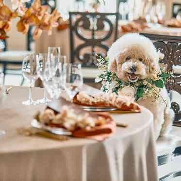 THE SEASON'S(ザ・シーズンズ)/テイクアンドギヴ・ニーズウェディング 「大切なペットが安心できるか心配…」、そんなお悩みもまずは気軽に相談してみて