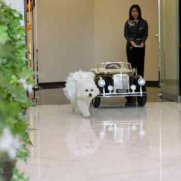 ALCAZAR AVVIO(アルカーサル・アヴィオ) 大切なペットも一緒に参加が可能