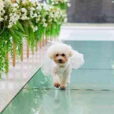 THE LUXSCENA(ザ・ラグシエナ) 大切な家族の一員であるペットも挙式に参加できます!