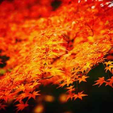 THE LUXSCENA(ザ・ラグシエナ) 12月。タイミングが合えば綺麗な紅葉がまだ残ってます。