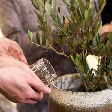 京都 アートグレイス ウェディングヒルズ 植樹のセレモニー