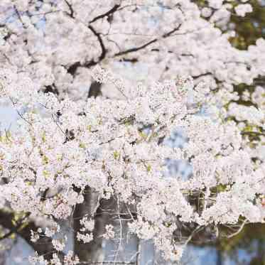 京都 アートグレイス ウェディングヒルズ 春は桜並木が広がる