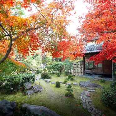 桜鶴苑（おうかくえん） かなたまで紅、 黄、緑の鮮やかなコントラストで埋めつ くされた庭園。