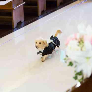 二条城チャペル セント・アベニール 結婚指輪を運ぶ大切な役目をお願いします!
その可愛い姿に和やかな雰囲気に