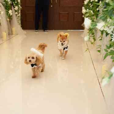 二条城チャペル　セント・アベニール 【リングドック】当日はおふたりの愛するペットも大活躍！