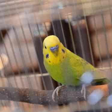 二条城チャペル セント・アベニール 【ペットと一緒に】わんちゃん以外のペットももちろんOKです!