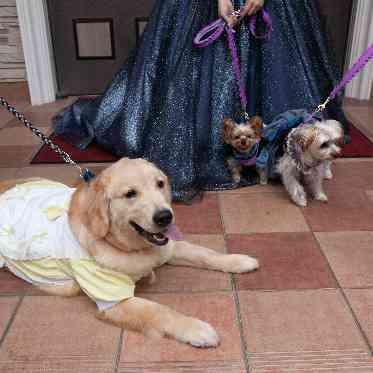 二条城チャペル　セント・アベニール ご友人のわんちゃんも参加してくれました！