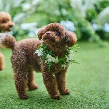 アートグレイス ウエディングコースト わんちゃん⑥