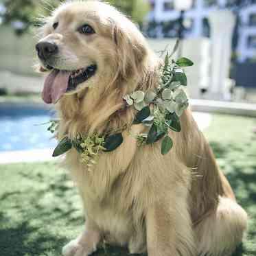 アートグレイス ウエディングコースト 犬