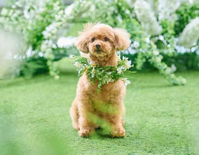 アートグレイス ウエディングコースト ガーデン