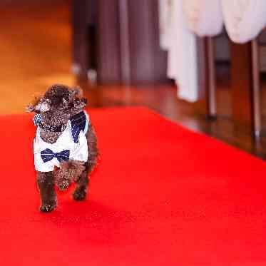 KOBE St.MORGAN CHURCH(神戸セントモルガン教会) ペットの参加も可能