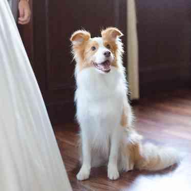 KOBE St.MORGAN CHURCH(神戸セントモルガン教会) ペットの参加も可能