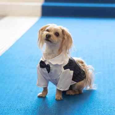 リヴァージュブラン 安心のサポート体制と心温まるオリジナル演出で、ペットとの特別な一日が叶います