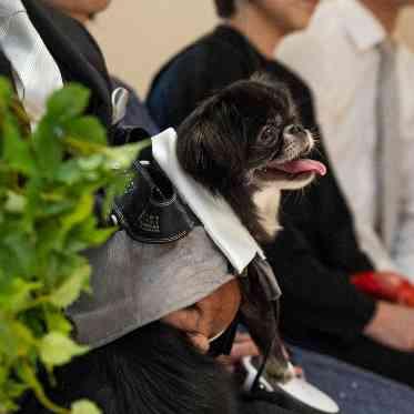 THE VILLAS NAGASAKI ペット婚も承っております