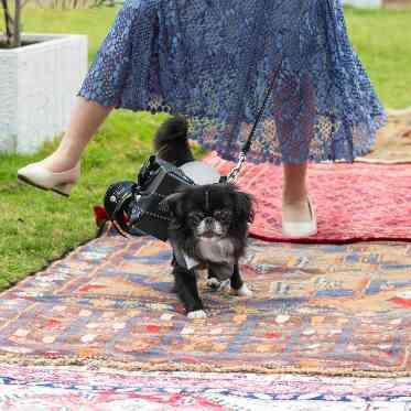 THE VILLAS NAGASAKI ペット婚も承っております