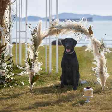 THE VILLAS NAGASAKI ペット婚も承っております