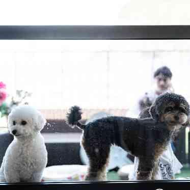 会場のウッドデッキをワンちゃんとお子様のスペースに。